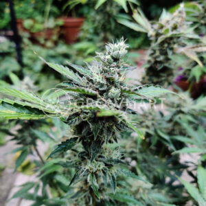 Vertigo_Autoflowering_semínka_konopí