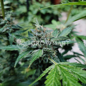 Vertigo_Autoflowering_semínka_konopí