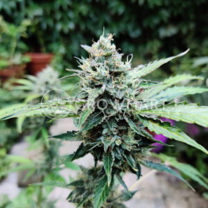 Vertigo_Autoflowering_semínka_konopí