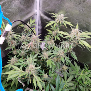 Vertigo_Autoflowering_semínka_konopí