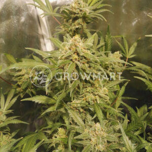 Vision_Critical_Auto_Samonakvetaci_seminka_konopi