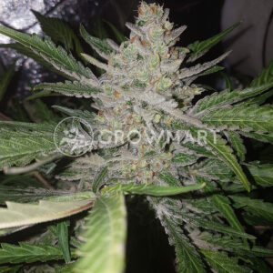Vision_Kosher_Feminizovana_seminka_konopi