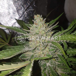 Vision_Kosher_Feminizovana_seminka_konopi