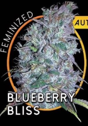 Vision Seeds - BLUEBERRY BLISS AUTO | Autoflowering cannabis seeds - Image 5