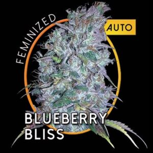 Vision Seeds - BLUEBERRY BLISS AUTO | Autoflowering cannabis seeds - Image 9