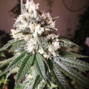 Vodka_Lemon_Feminizovaná_semínka_konopí