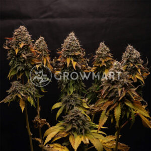 WATERMELON_ZKITTLEZ_seminka_konopi