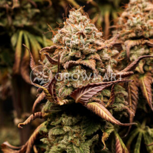 WATERMELON_ZKITTLEZ_seminka_konopi