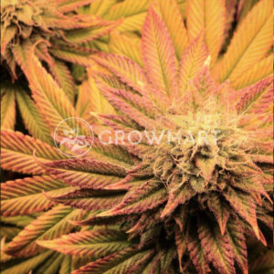 WATERMELON_ZKITTLEZ_seminka_konopi