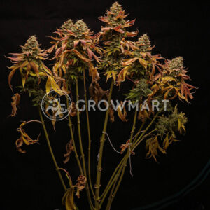 WATERMELON_ZKITTLEZ_seminka_konopi