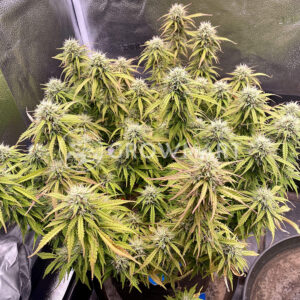 WATERMELON_ZKITTLEZ_AUTO_seminka_konopi