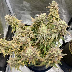 WATERMELON_ZKITTLEZ_AUTO_seminka_konopi