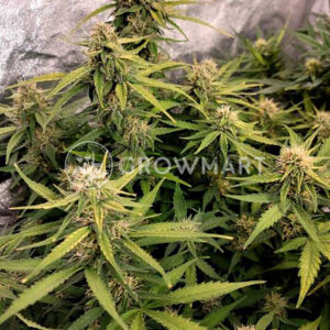WHITE-WIDOW-AUTO_Autoflowering_semínka_konopí
