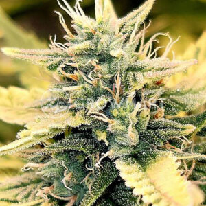 WHITE-WIDOW-AUTO_Autoflowering_semínka_konopí
