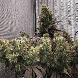WHITE-WIDOW-AUTO_Autoflowering_semínka_konopí