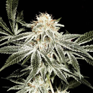 WHITE-WIDOW_Feminizovaná_semínka_konopí