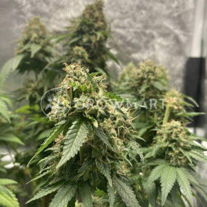 WHITE-WIDOW_Feminizovaná_semínka_konopí