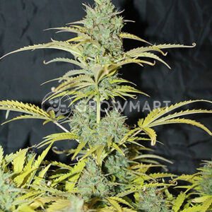 seminka_konopi_white_widow
