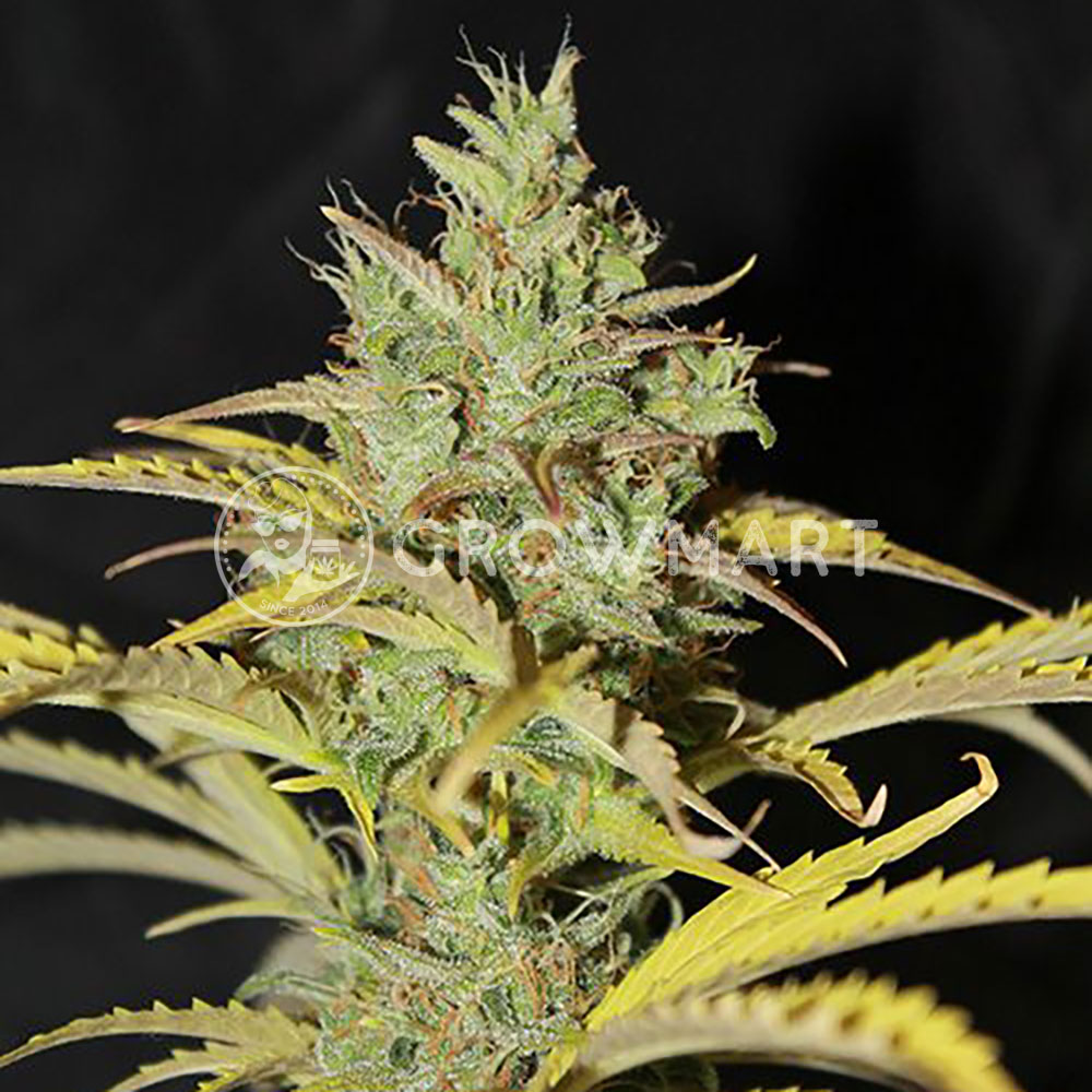 WHITE_WIDOW_AUTO_2