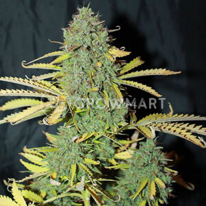 seminka_konopi_white_widow