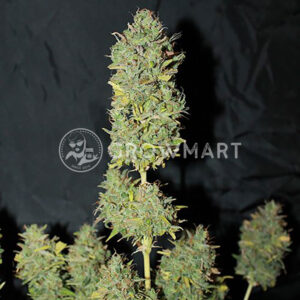 seminka_konopi_white_widow