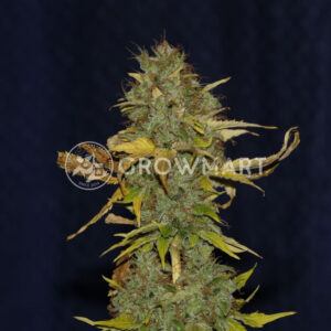 Semínka konopí White Widow Fast