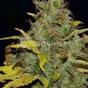 Semínka konopí White Widow Fast