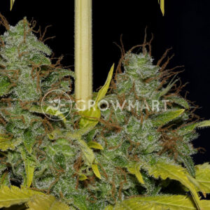 Semínka konopí White Widow Fast