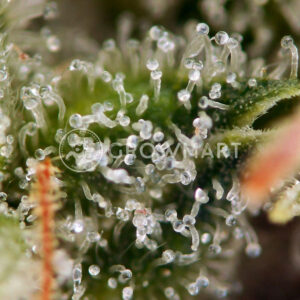 Semínka konopí White Widow Fast