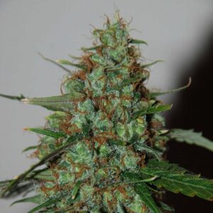 SUGAR MANGO RYDER 2