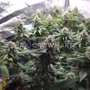 Watermelon_OG_seminka_konopi