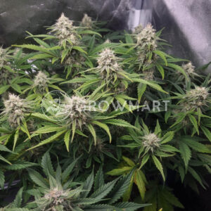 Watermelon_OG_seminka_konopi