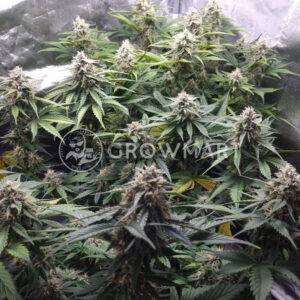 Watermelon_OG_seminka_konopi