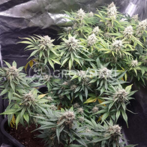 Watermelon_OG_seminka_konopi
