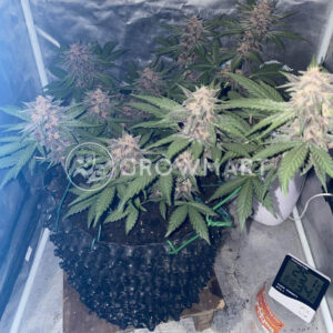 Watermelon_Punch_seminka_konopi