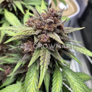 Watermelon_Punch_seminka_konopi