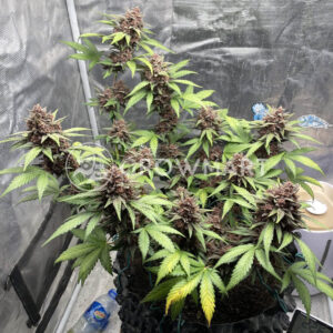 Watermelon_Punch_seminka_konopi