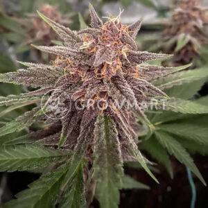 Watermelon_Punch_seminka_konopi