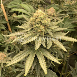 Watermelon_Zkittlez_Feminizované_semínka_konopí