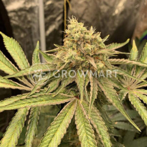 Watermelon_Zkittlez_Feminizované_semínka_konopí