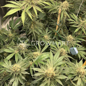 Watermelon_Zkittlez_Feminizované_semínka_konopí