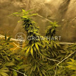 Watermelon_Zkittlez_Feminizované_semínka_konopí