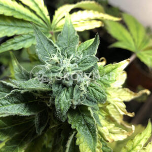 WeddingCake_x_Frosty_Gelato_seminka_konopi