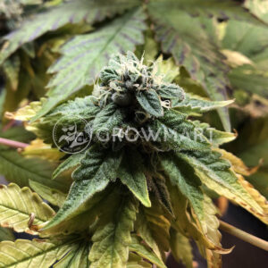 WeddingCake_x_Frosty_Gelato_seminka_konopi