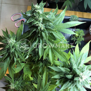 WeddingCake_x_Frosty_Gelato_seminka_konopi