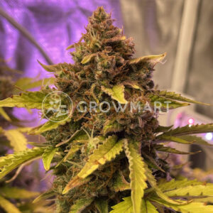 Wedding_Cake_Automatic_seminka_konopi