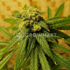 Wedding_Cake_x_Frosty_Gelato_Double_XL_Auto_seminka_konopi