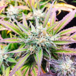 Wedding_Cheesecake_Auto_seminka_konopi