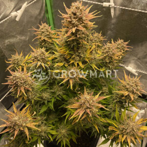 Wedding_Cheesecake_Auto_seminka_konopi