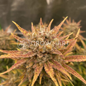 Wedding_Cheesecake_Auto_seminka_konopi